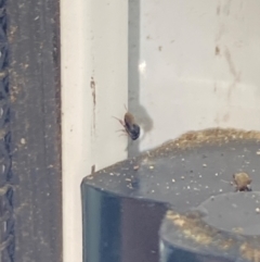 Chalcidoidea (superfamily) (A gall wasp or Chalcid wasp) at Aranda, ACT - 3 Dec 2023 by Jubeyjubes