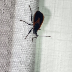 Dindymus circumcinctus (Bordered harlequin bug) at Aranda, ACT - 3 Dec 2023 by Jubeyjubes
