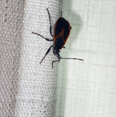 Dindymus circumcinctus (Bordered harlequin bug) at Aranda, ACT - 3 Dec 2023 by Jubeyjubes