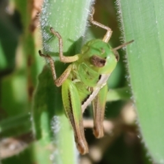 Praxibulus sp. (genus) (A grasshopper) at WREN Reserves - 2 Dec 2023 by KylieWaldon