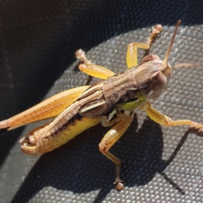 Praxibulus sp. (genus) (A grasshopper) at Wodonga - 2 Dec 2023 by KylieWaldon