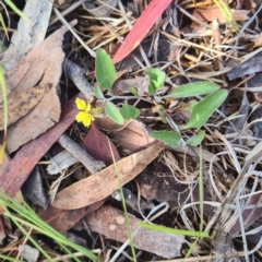 Goodenia hederacea (Ivy Goodenia) at Little Taylor Grassland (LTG) - 2 Dec 2023 by galah681