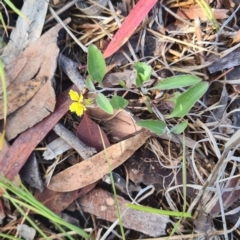 Goodenia hederacea (Ivy Goodenia) at Little Taylor Grassland (LTG) - 3 Dec 2023 by galah681