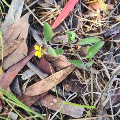 Goodenia hederacea (Ivy Goodenia) at Little Taylor Grasslands - 2 Dec 2023 by galah681