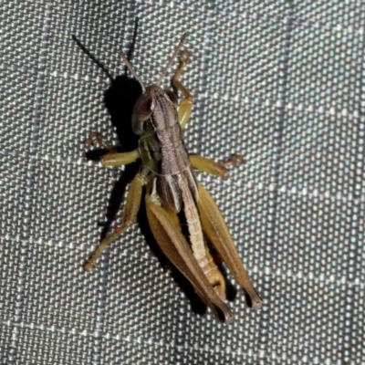 Praxibulus sp. (genus) (A grasshopper) at WREN Reserves - 3 Dec 2023 by KylieWaldon