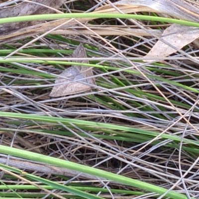 Epidesmia hypenaria (Long-nosed Epidesmia) at Little Taylor Grasslands - 3 Dec 2023 by galah681