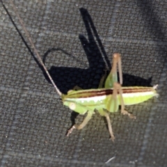 Conocephalus semivittatus (Meadow katydid) at WREN Reserves - 2 Dec 2023 by KylieWaldon