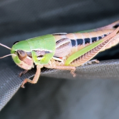 Praxibulus sp. (genus) (A grasshopper) at WREN Reserves - 2 Dec 2023 by KylieWaldon