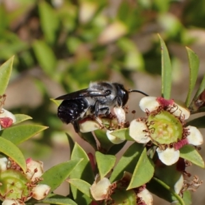 Megachile lucidiventris at Murrumbateman, NSW - 1 Dec 2023 11:03 AM