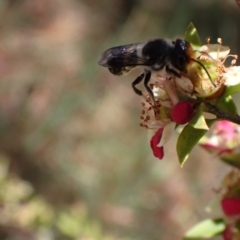 Megachile lucidiventris at Murrumbateman, NSW - 1 Dec 2023