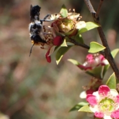 Megachile lucidiventris at Murrumbateman, NSW - 1 Dec 2023 11:03 AM