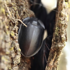 Pterohelaeus piceus (Pie-dish beetle) at Higgins Woodland - 2 Dec 2023 by Trevor