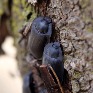 Pterohelaeus piceus at Higgins Woodland - 3 Dec 2023