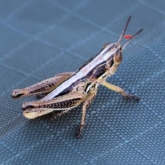 Praxibulus sp. (genus) (A grasshopper) at WREN Reserves - 2 Dec 2023 by KylieWaldon