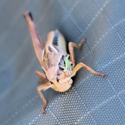Praxibulus sp. (genus) (A grasshopper) at WREN Reserves - 2 Dec 2023 by KylieWaldon