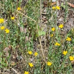 Hypericum gramineum (Small St Johns Wort) at Little Taylor Grassland (LTG) - 2 Dec 2023 by galah681