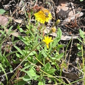 Apis mellifera at Little Taylor Grassland (LTG) - 3 Dec 2023