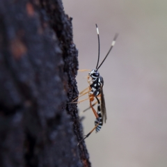 Glabridorsum stokesii (A parasitic wasp) at Higgins, ACT - 3 Dec 2023 by Trevor