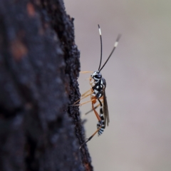 Glabridorsum stokesii (A parasitic wasp) at Higgins Woodland - 3 Dec 2023 by MichaelWenke