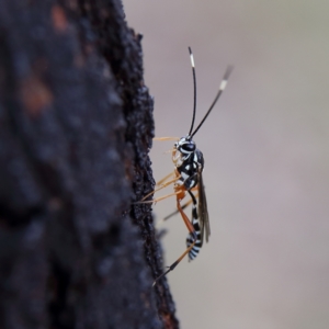 Glabridorsum stokesii at Higgins Woodland - 3 Dec 2023