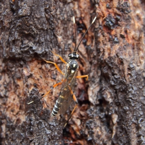 Glabridorsum stokesii at Higgins Woodland - 3 Dec 2023