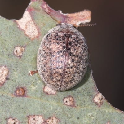 Trachymela sp. (genus) (Brown button beetle) at Belconnen, ACT - 2 Dec 2023 by AlisonMilton