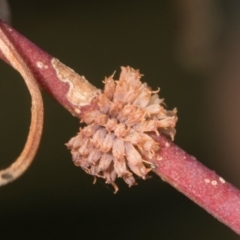 Paropsis atomaria (Eucalyptus leaf beetle) at Belconnen, ACT - 2 Dec 2023 by AlisonMilton