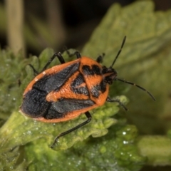 Agonoscelis rutila (Horehound bug) at Mount Painter - 2 Dec 2023 by AlisonMilton