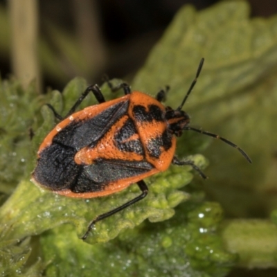 Agonoscelis rutila (Horehound bug) at Belconnen, ACT - 2 Dec 2023 by AlisonMilton