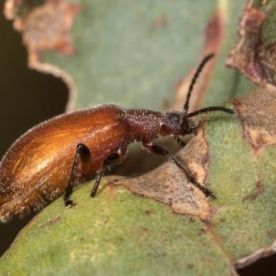 Ecnolagria grandis (Honeybrown beetle) at Belconnen, ACT - 2 Dec 2023 by AlisonMilton