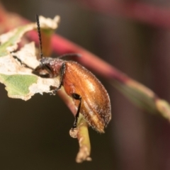 Ecnolagria grandis at Mount Painter - 3 Dec 2023