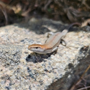 Lampropholis guichenoti at QPRC LGA - 2 Dec 2023