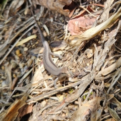 Lampropholis guichenoti at QPRC LGA - 2 Dec 2023