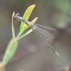 Austroagrion watsoni (Eastern Billabongfly) at QPRC LGA - 3 Dec 2023 by LisaH