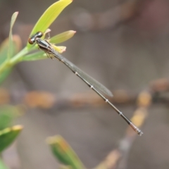 Austroagrion watsoni at QPRC LGA - 3 Dec 2023