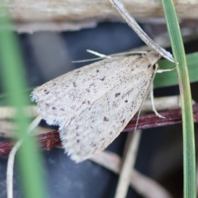 Chezala privatella (A Concealer moth) at Mongarlowe, NSW - 3 Dec 2023 by LisaH