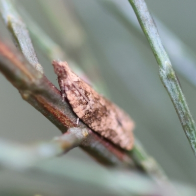 Lobesia xylistis (A Tortricid moth (Olethreutinae)) at Mongarlowe River - 3 Dec 2023 by LisaH