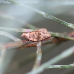 Lobesia xylistis at QPRC LGA - 3 Dec 2023