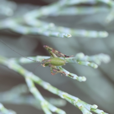 Caedicia simplex (Common Garden Katydid) at Mongarlowe River - 3 Dec 2023 by LisaH