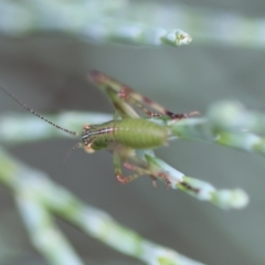 Caedicia simplex at QPRC LGA - 3 Dec 2023