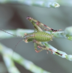 Caedicia simplex at QPRC LGA - 3 Dec 2023