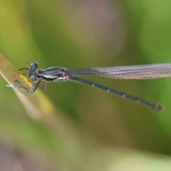 Austroargiolestes icteromelas (Common Flatwing) at Mongarlowe River - 3 Dec 2023 by LisaH