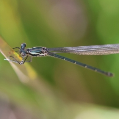 Austroargiolestes icteromelas (Common Flatwing) at Mongarlowe River - 3 Dec 2023 by LisaH