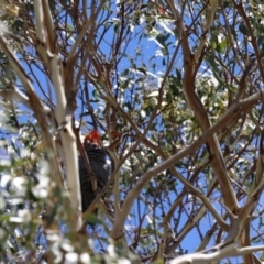 Callocephalon fimbriatum (Gang-gang Cockatoo) at QPRC LGA - 3 Dec 2023 by LisaH