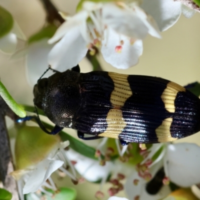 Castiarina bifasciata (Jewel beetle) at Mongarlowe, NSW - 3 Dec 2023 by LisaH