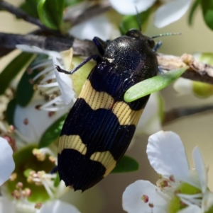 Castiarina bifasciata at QPRC LGA - 3 Dec 2023