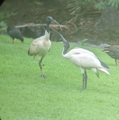 Threskiornis molucca (Australian White Ibis) at Brisbane City Botanic Gardens - 27 Nov 2023 by Darcy