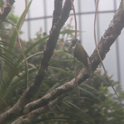 Entomyzon cyanotis (Blue-faced Honeyeater) at Brisbane City Botanic Gardens - 27 Nov 2023 by Darcy