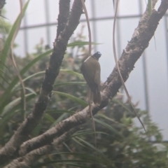 Entomyzon cyanotis at Brisbane City Botanic Gardens - 28 Nov 2023 07:16 AM