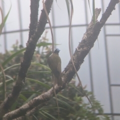 Entomyzon cyanotis at Brisbane City Botanic Gardens - 28 Nov 2023 07:16 AM